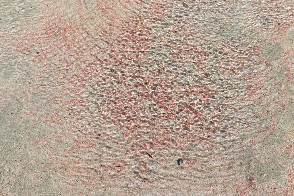 Elafonisi – Your Travel Guide to Crete’s Famous Pink Beach Close-up of turquoise waters at Elafonisi Beach with visible pink sand beneath