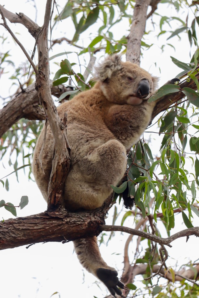 Koala wypoczywająca na gałęzi eukaliptusa, otoczona zielonymi liśćmi.