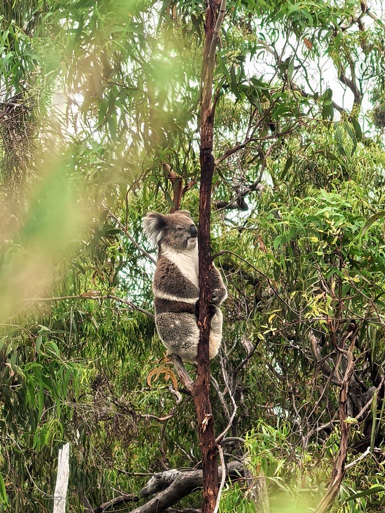 Koala wspinająca się na drzewo eukaliptusowe, w otoczeniu zielonych liści na Raymond Island.