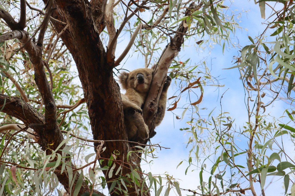 Koala siedząca na gałęziach drzewa eukaliptusowego, z niebieskim niebem w tle.