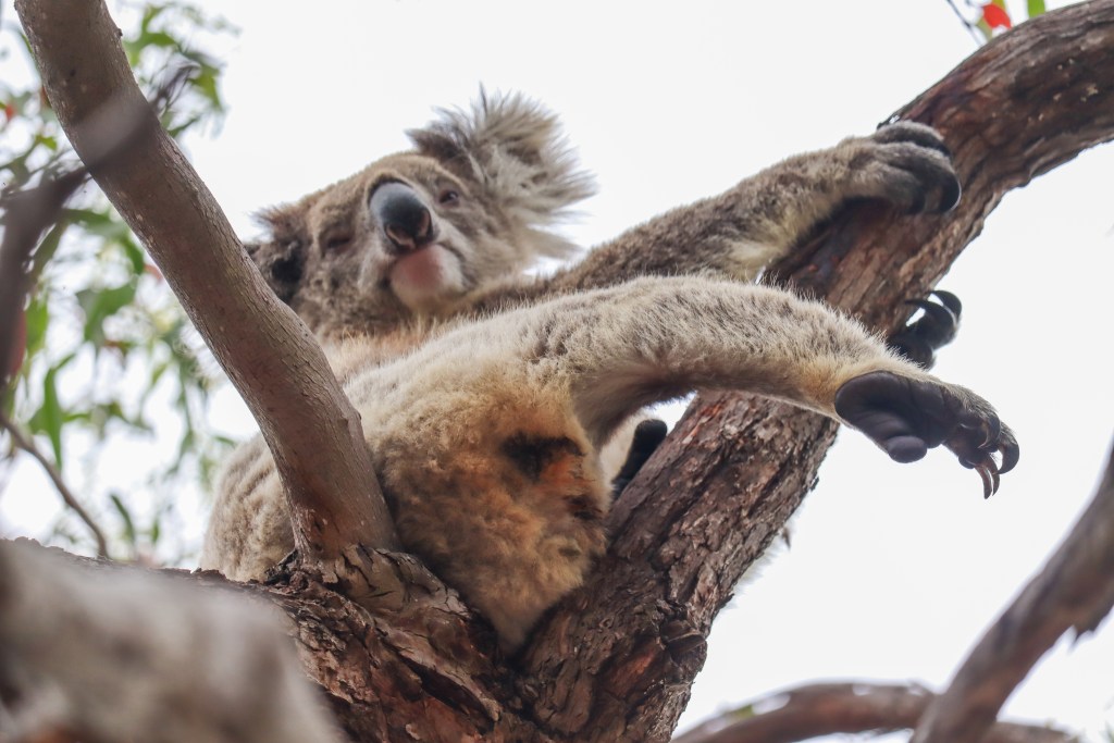 Koala w komforcie odpoczywa na gałęzi drzewa eukaliptusowego, z lekko uchyloną głową i wyciągniętymi do przodu łapami.