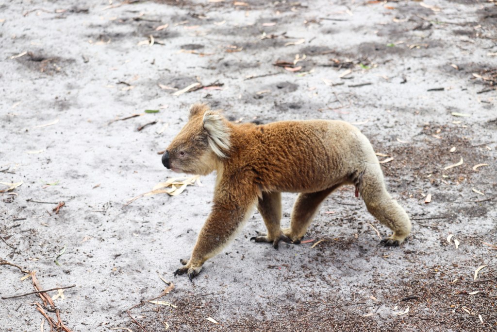 Koala spacerująca po ziemi na Raymond Island, otoczona suchą ziemią i liśćmi eukaliptusa.