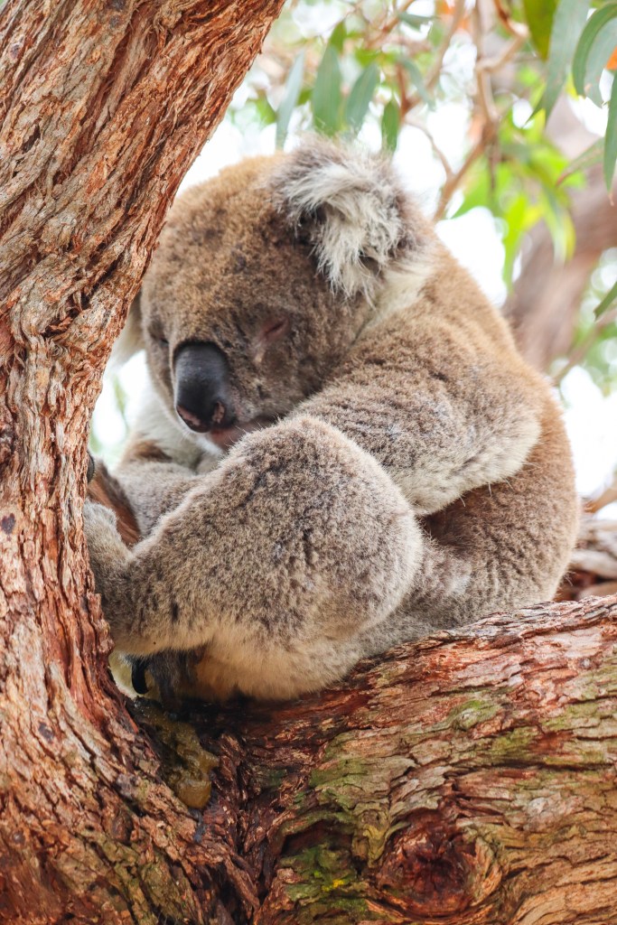 Koala śpiąca na gałęzi eukaliptusa na Raymond Island w Australii.