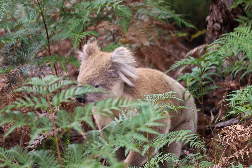 Koala przemykająca przez zarośla na Raymond Island, otoczona zielonymi liśćmi eukaliptusa.