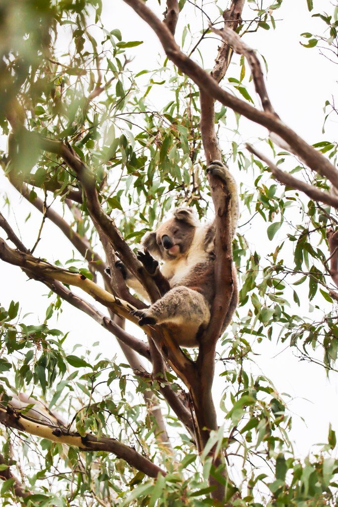 Koala siedząca na gałęzi eukaliptusa w naturalnym środowisku na Raymond Island, Australia.
