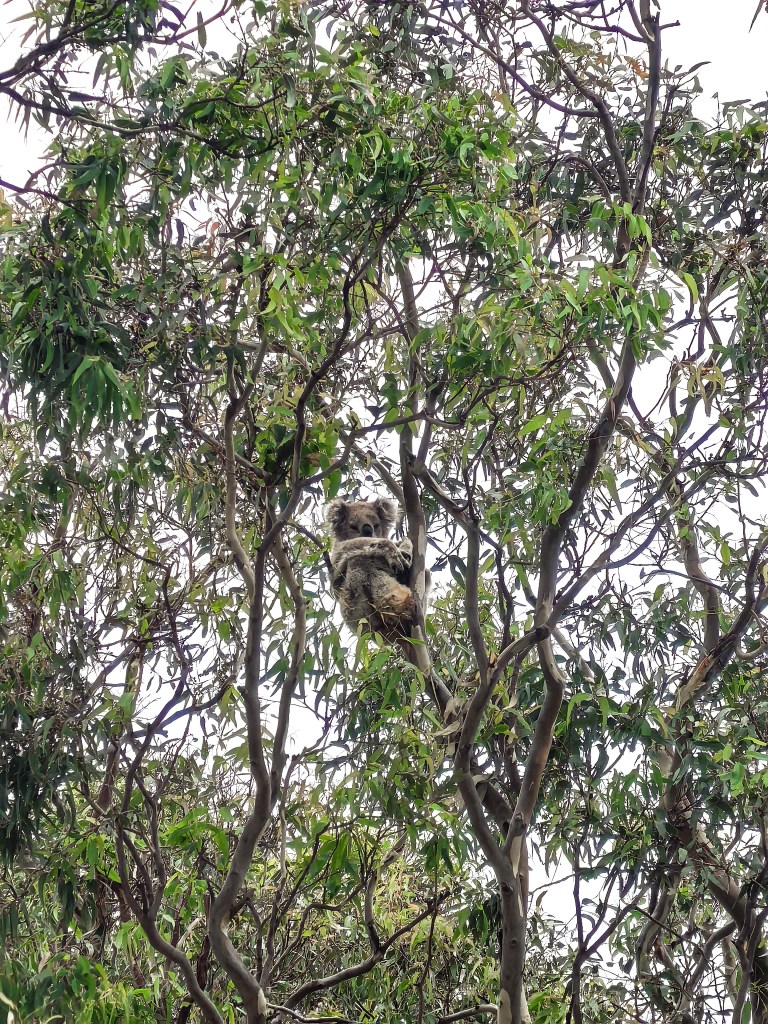 Koala siedząca na gałęzi eukaliptusa, otoczona liśćmi drzew na Raymond Island w Australii.
