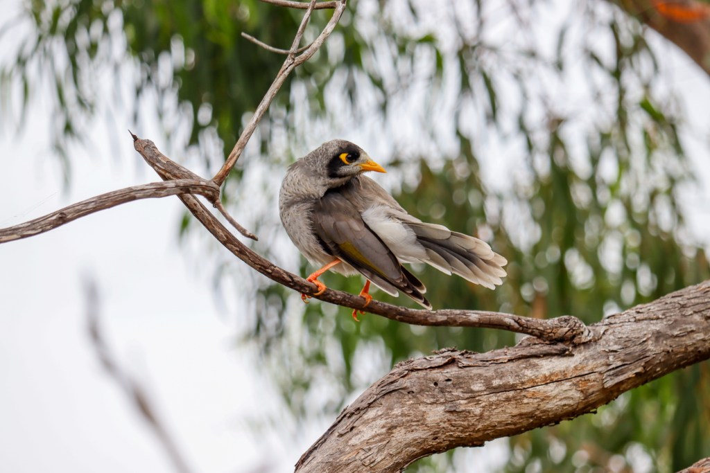 Ptak (noisy miner/ miodozer maskowy) siedzący na gałęzi eukaliptusa, z szarym upierzeniem i żółtymi akcentami, w otoczeniu zielonych liści.