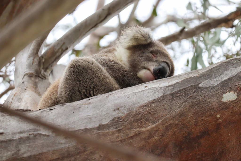 Koala śpiąca na gałęzi drzewa eukaliptusowego, Raymond Island, Australia