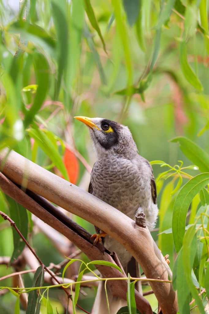 Raymond Island – O Guia Completo da Ilha dos Coalas 🐨 Ave Noisy Miner pousada entre ramos de eucalipto, Raymond Island, Austrália.