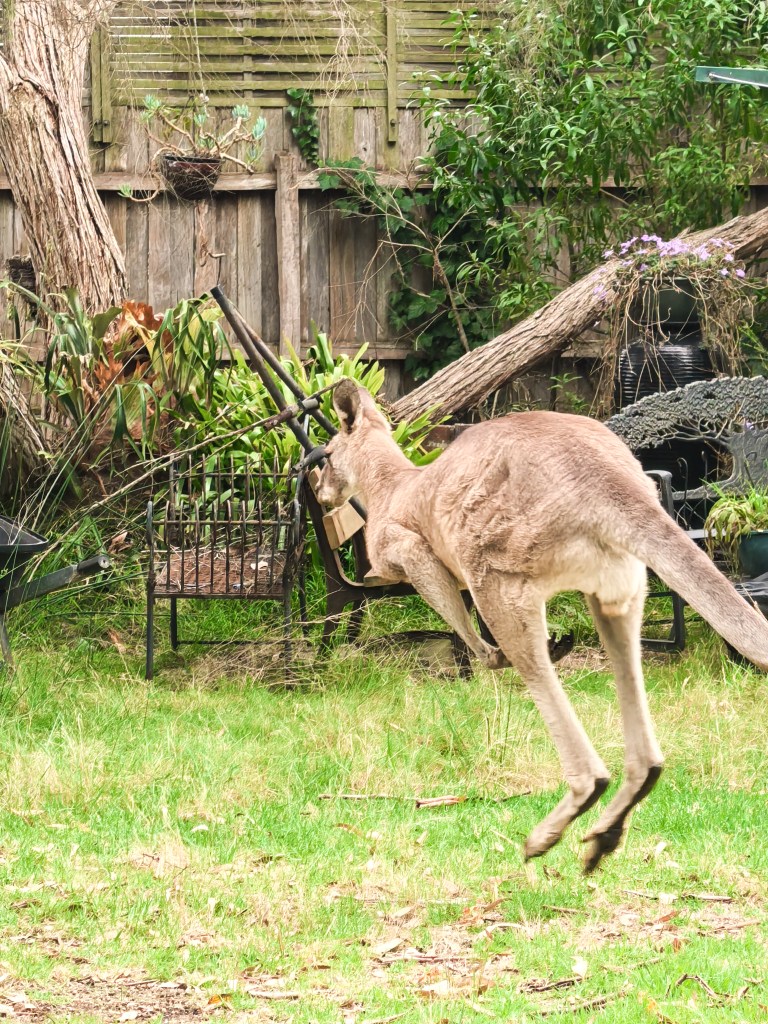 Raymond Island – O Guia Completo da Ilha dos Coalas 🐨 Canguru saltando num quintal verde na Raymond Island, Austrália.