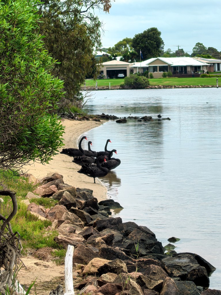 Raymond Island – O Guia Completo da Ilha dos Coalas 🐨 Grupo de cisnes negros na margem arenosa de Raymond Island, Austrália.