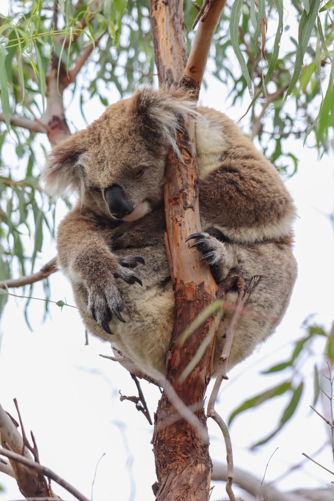Raymond Island – O Guia Completo da Ilha dos Coalas 🐨 Coala dormindo enrolado num galho de árvore em Raymond Island, Austrália.