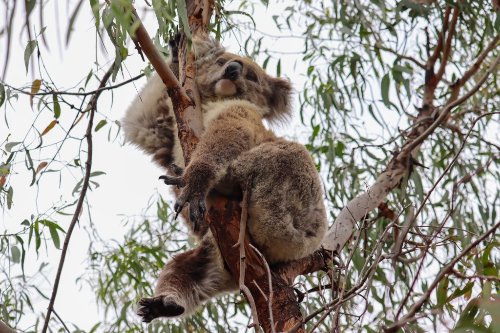 Raymond Island – O Guia Completo da Ilha dos Coalas 🐨 Coala enrolado e dormindo num galho em Raymond Island, Austrália.