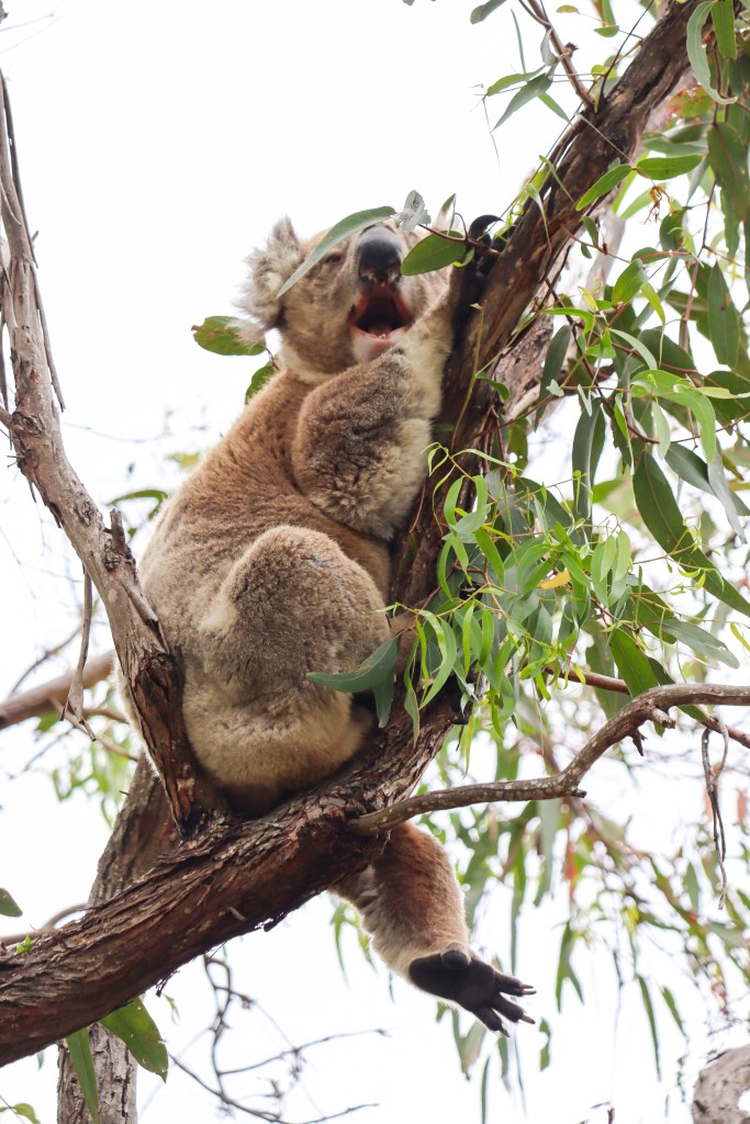 Raymond Island – O Guia Completo da Ilha dos Coalas 🐨 Coala comendo folhas de eucalipto no topo de uma árvore em Raymond Island, Austrália.