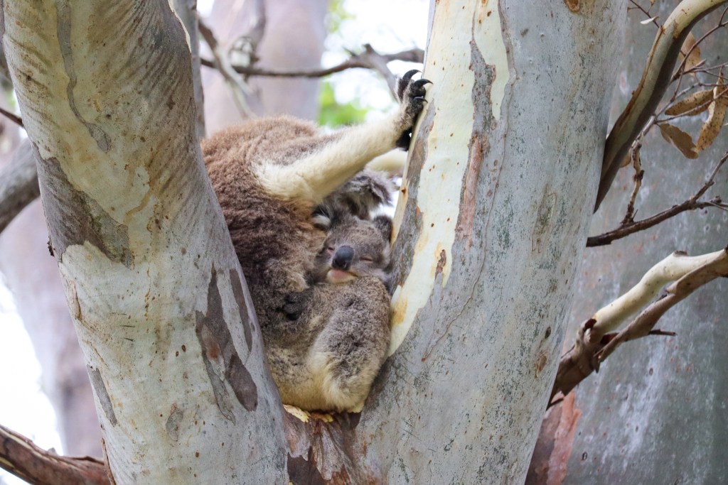 Raymond Island – O Guia Completo da Ilha dos Coalas 🐨 Coala mãe segurando o filhote (joey) numa árvore de eucalipto, Raymond Island, Austrália.