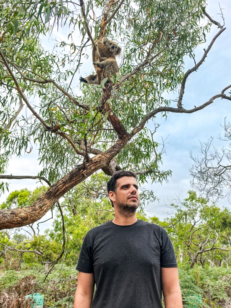 Raymond Island – O Guia Completo da Ilha dos Coalas 🐨 Coala repousando numa árvore acima de um visitante na Raymond Island, Austrália.
