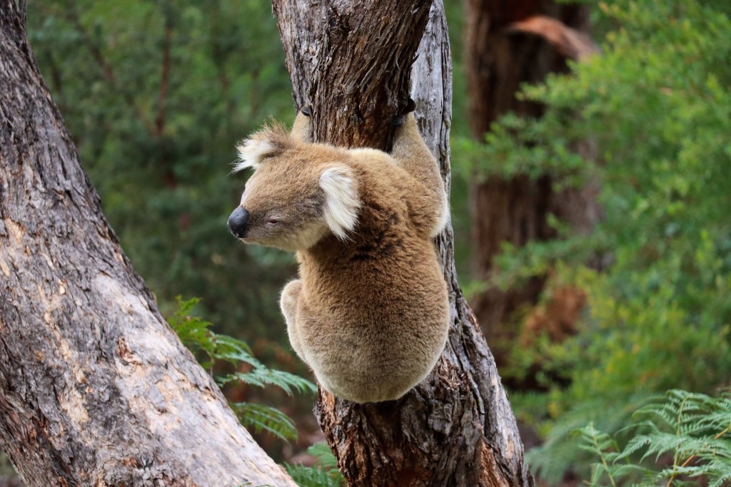 Raymond Island – O Guia Completo da Ilha dos Coalas 🐨 Coala subindo numa árvore de eucalipto na Raymond Island, Austrália.