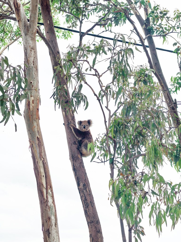 Raymond Island – O Guia Completo da Ilha dos Coalas 🐨 Coala solitário subindo um eucalipto alto na Raymond Island, Austrália.