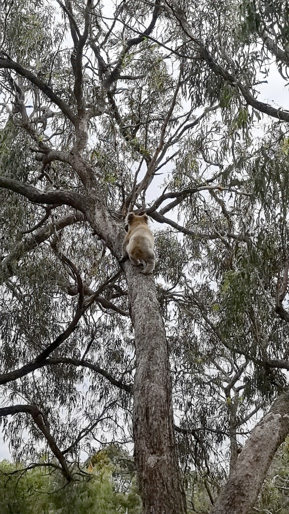 Koala climbing high in the canopy of a tall eucalyptus on Raymond Island, Australia.