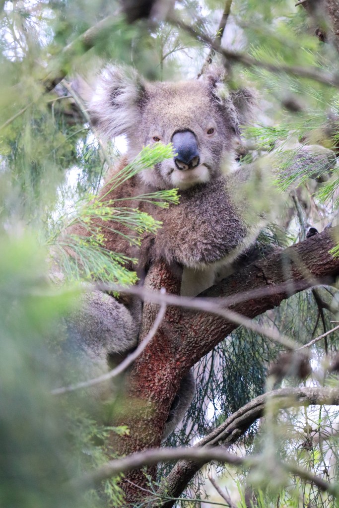 Koala showing a relaxed and content facial expression among tree branches, Raymond Island, Australia.