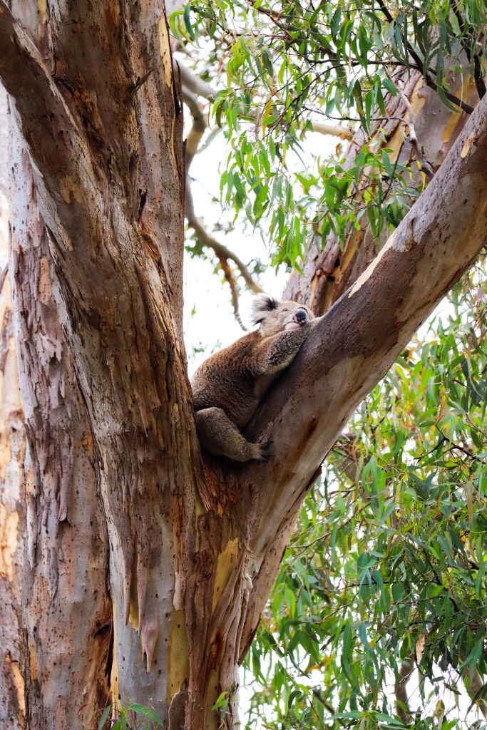 Koala resting stretched out along a large eucalyptus tree branch, Raymond Island, Australia.