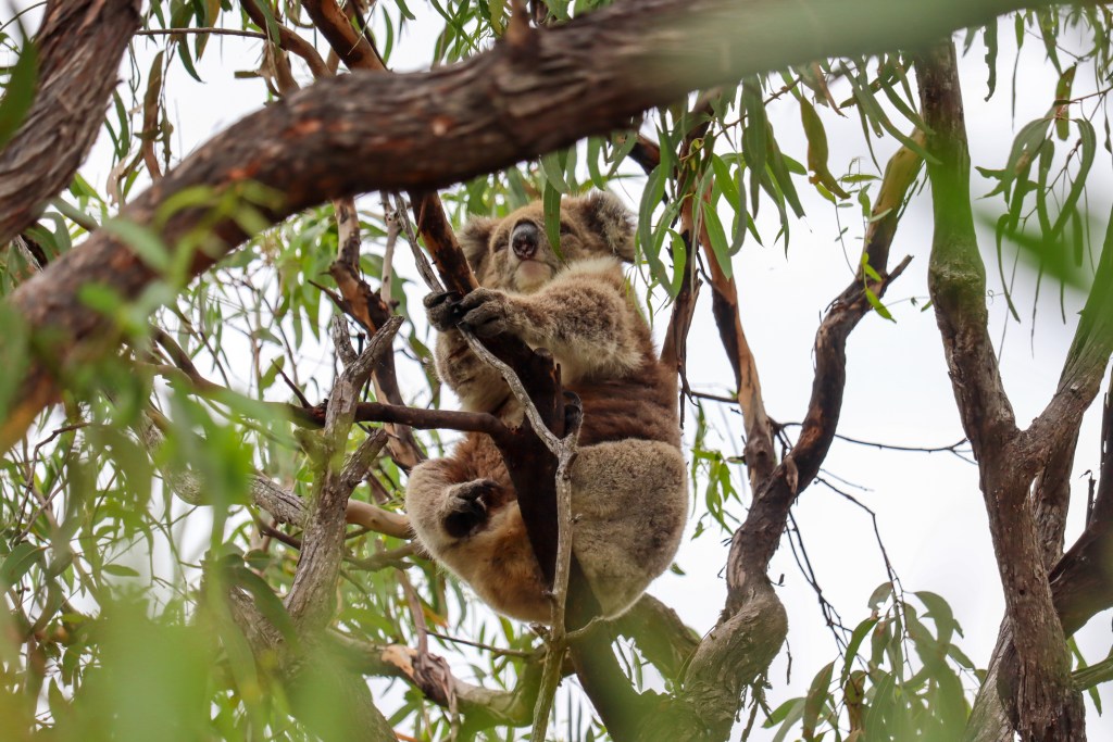 Koala resting among thick eucalyptus branches, viewed through foliage, Raymond Island, Australia.