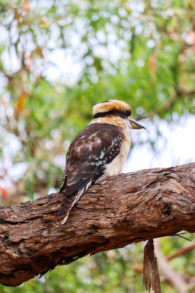 Laughing kookaburra perched on a branch in eucalyptus woodland, Raymond Island, Australia.