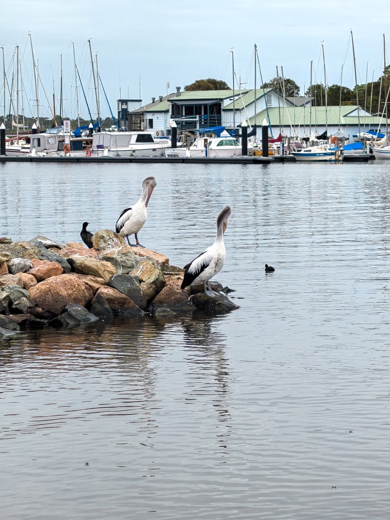 Australian pelicans and a cormorant standing on rocks in the marina at Raymond Island.