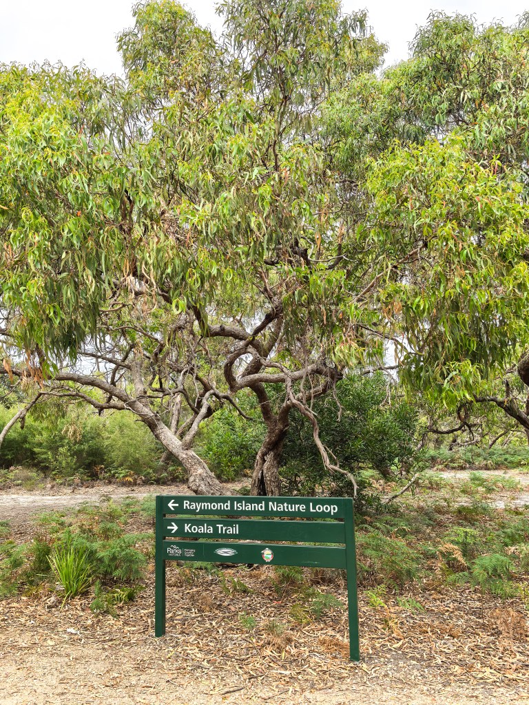 Raymond Island – O Guia Completo da Ilha dos Coalas 🐨 Sinalização da trilha Natureza e Koala com floresta de eucalipto ao fundo, Raymond Island, Austrália.