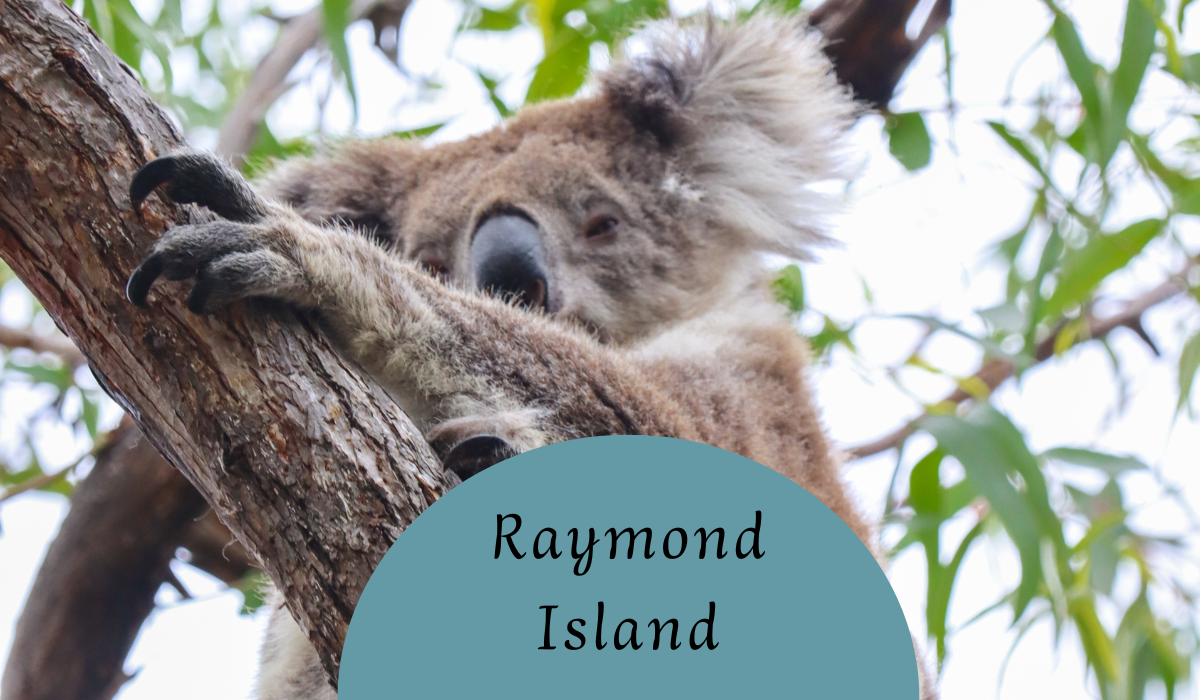 Raymond Island - Przewodnik po Wyspie Koali 🐨 Raymond Island – Przewodnik po Wyspie Koali 🐨