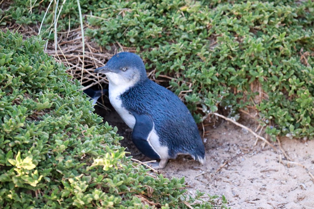 Mały pingwin stojący przy wejściu do nory wśród gęstej, zielonej roślinności na Phillip Island.