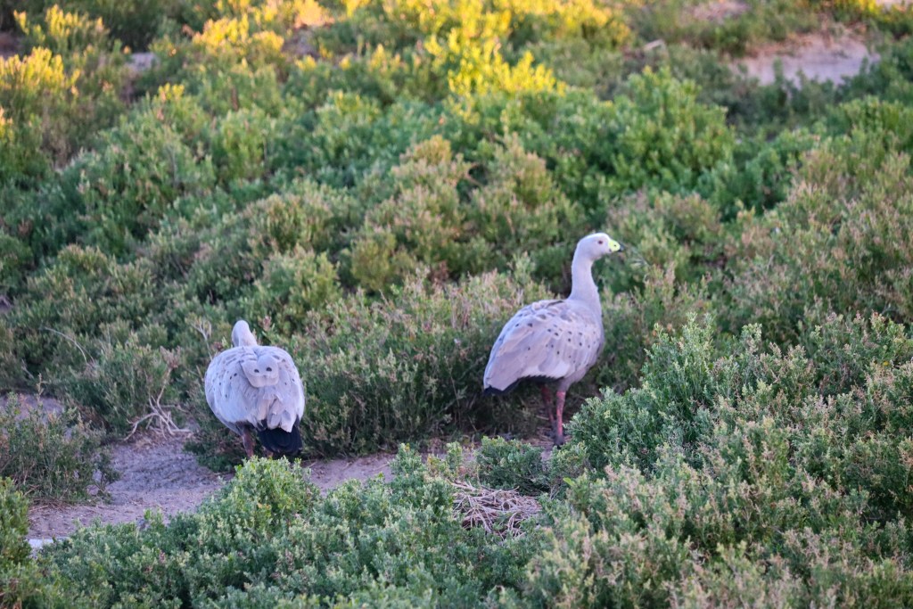 Dwia kapodzioby Cape Barren Goose żerujące w niskich, zielonych krzewach na przybrzeżnych terenach Phillip Island.
