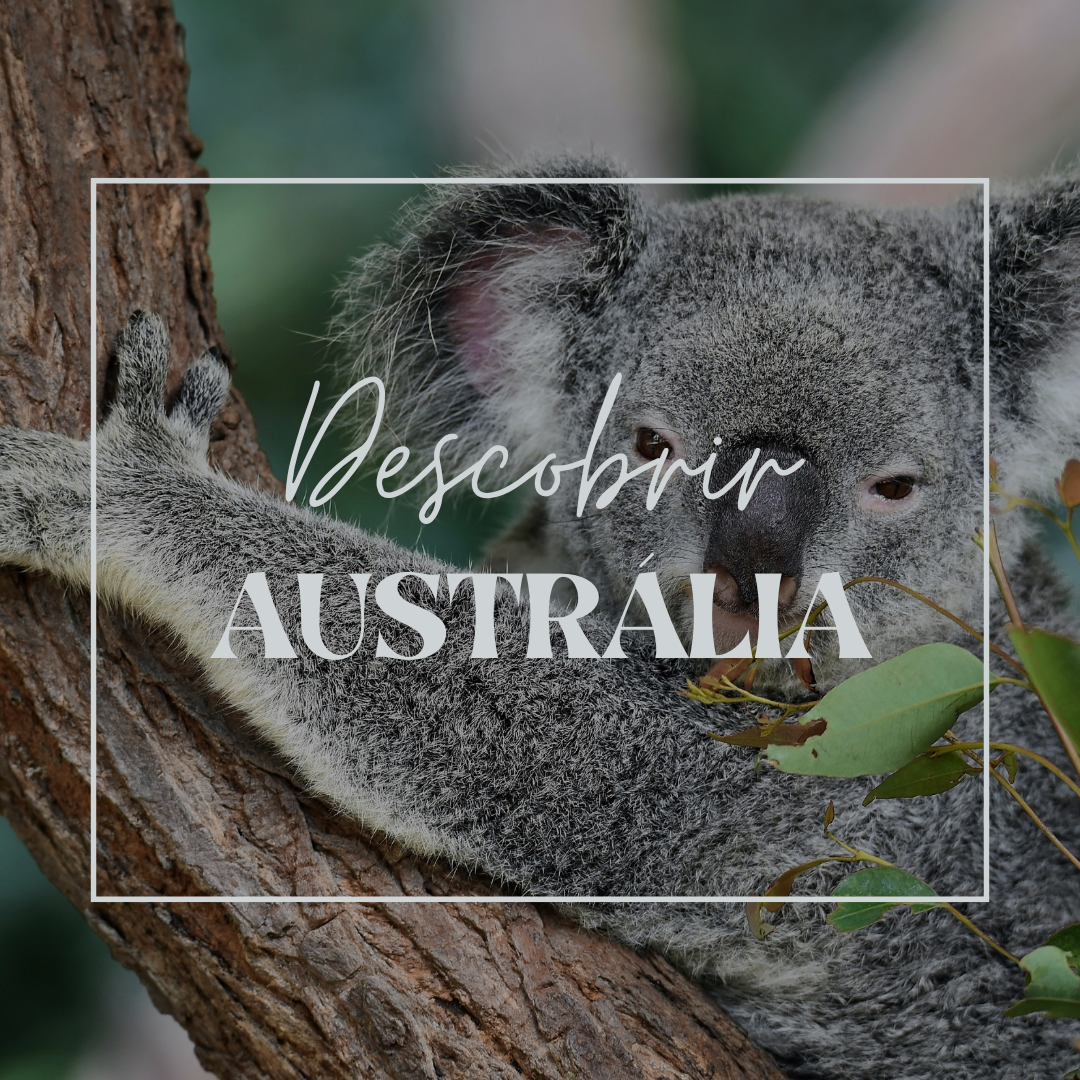 Koala opierający się na drzewie w Australii.
