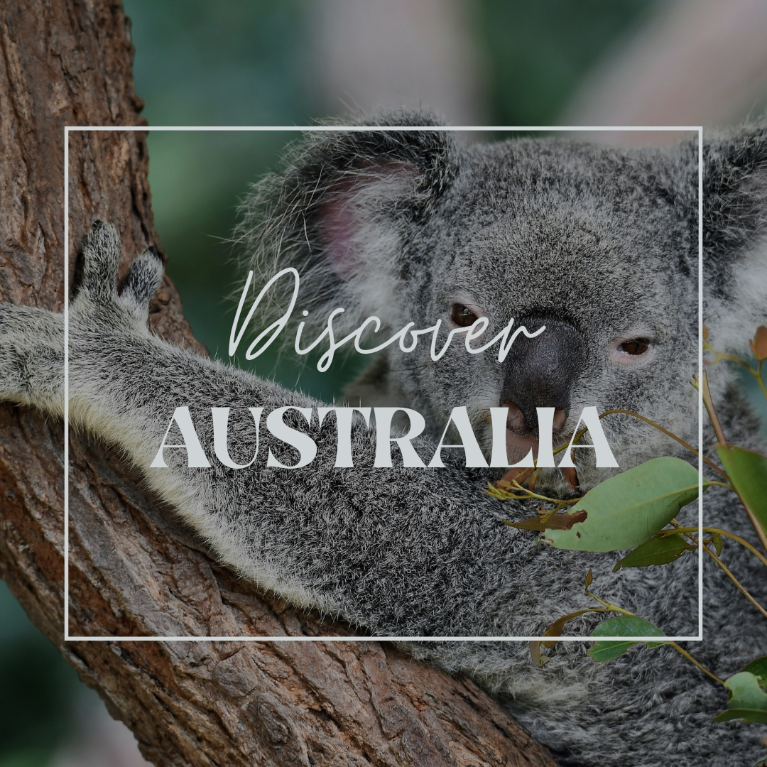 Koala odpoczywający na drzewie, z napisem 'Discover Australia' na tle.