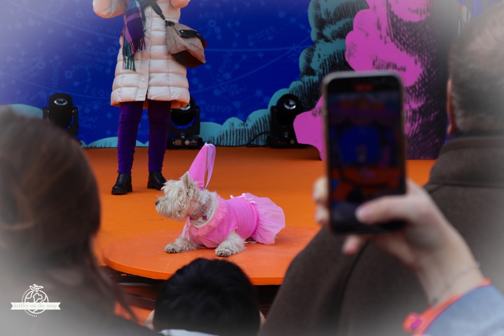 West Highland White Terrier in a pink bunny costume lying on stage during Venice Carnival dog show