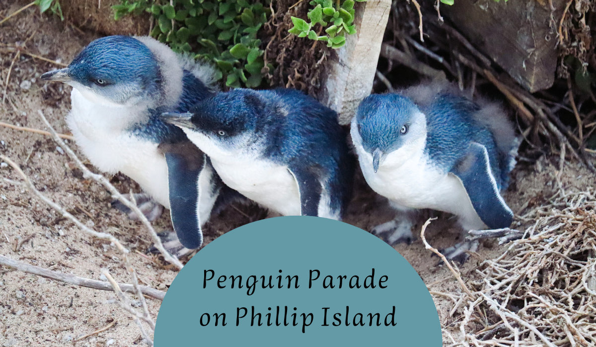 Watching the Penguin Parade on Phillip Island: the Ultimate Guide