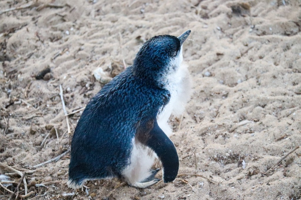 Small penguin with blue-black back and white chest sitting on sand, facing right on Summerland Peninsula on Phillip Island