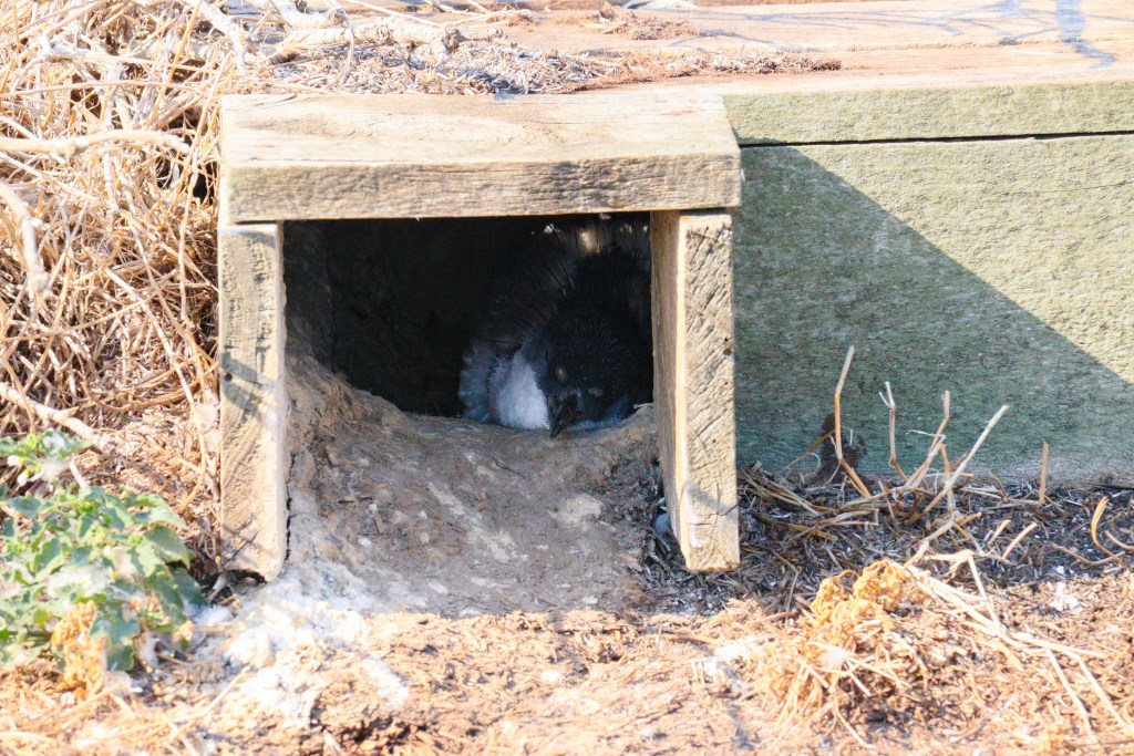 Little penguin resting inside a wooden nest box in sandy ground at the Nobbies Centre, Phillip Island, Australia.