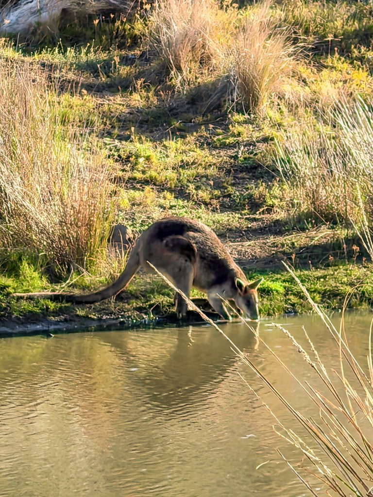 Kangaroo drinking from a pond beside grassy vegetation on Phillip Island, Australia.