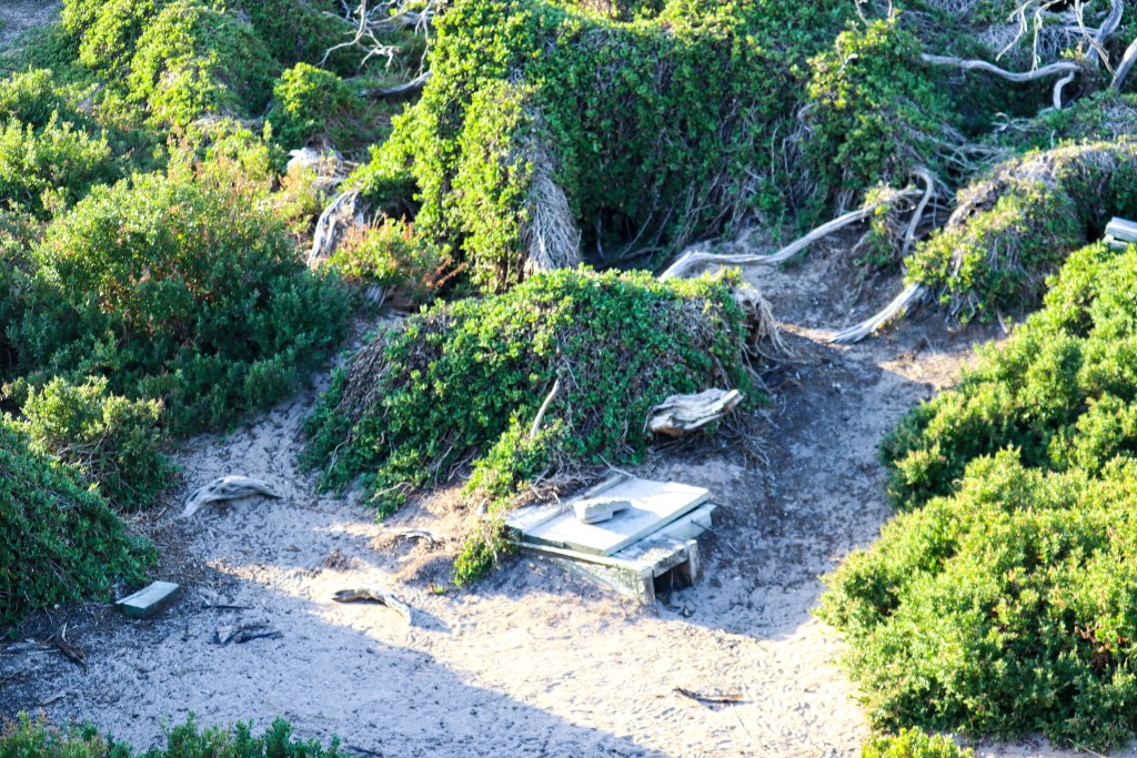 Sandy dune area with dense coastal shrubs and a low penguin nest box at Penguin Parade, Phillip Island, Australia.