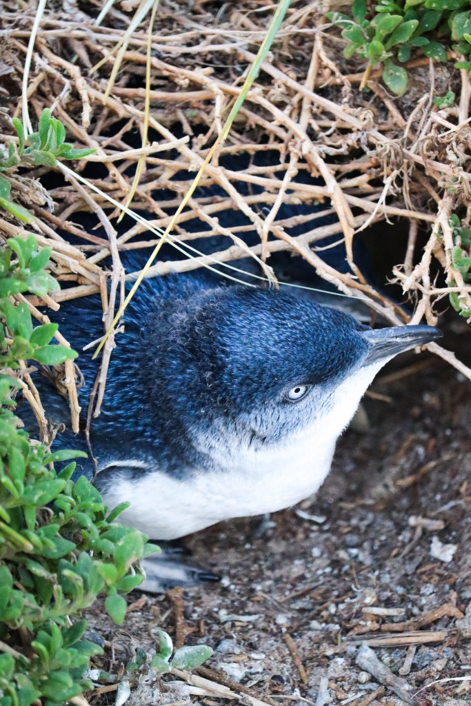 Close-up of a little penguin resting at a burrow entrance under twigs and green plants at Phillip Island’s Penguin Parade.