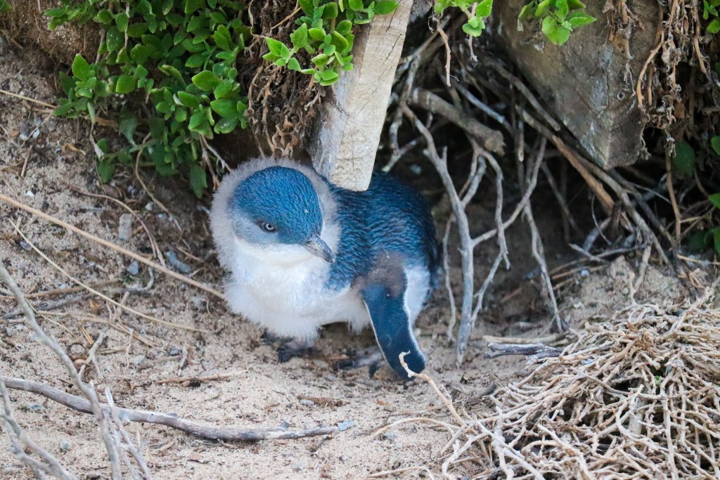 Little penguin chick standing on sand beside a burrow and coastal vegetation at Phillip Island Penguin Parade.