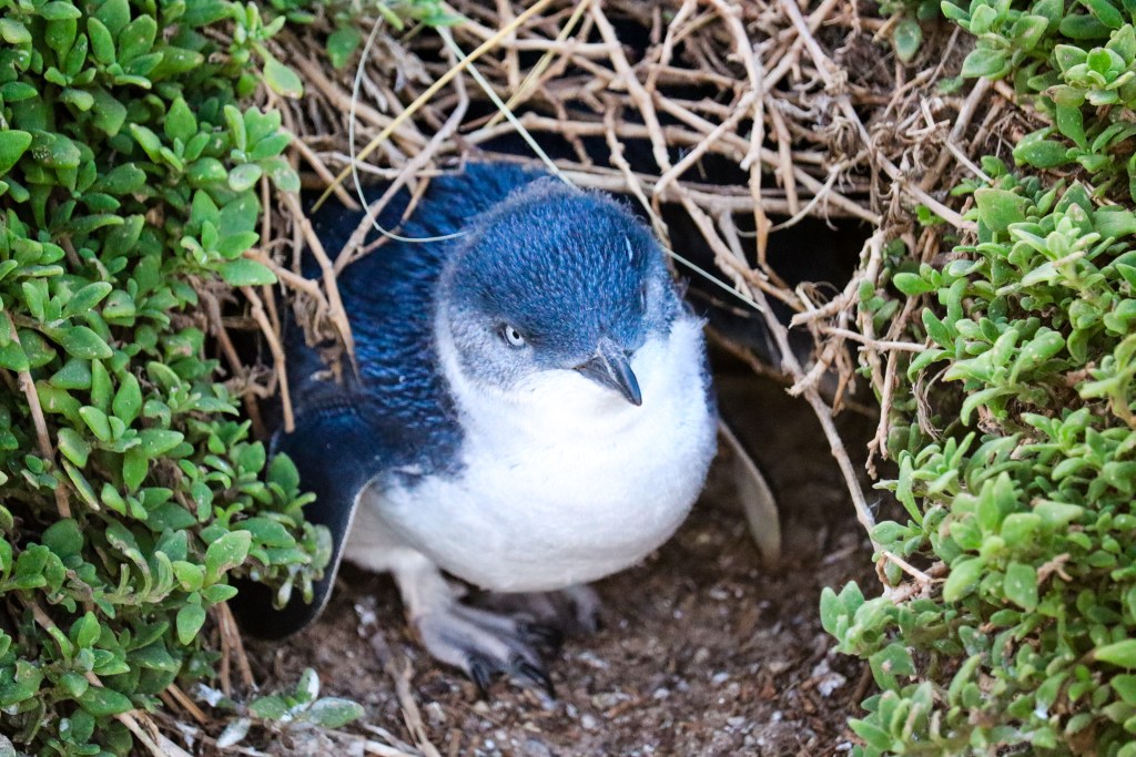 Little penguin chick at a burrow entrance between green plants at Penguin Parade, Phillip Island, Australia.