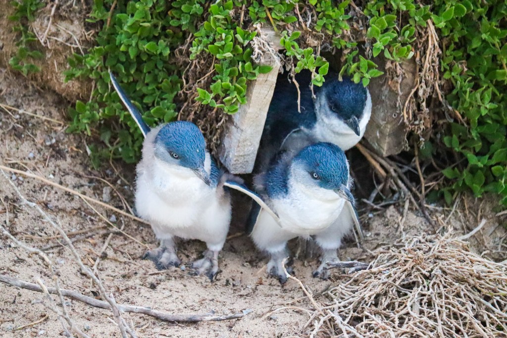 Two little penguin chicks standing on sand at a burrow entrance with a penguin inside, Phillip Island Penguin Parade.