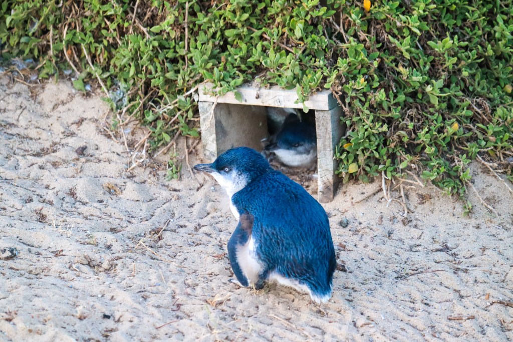 Little penguin standing on sand in front of a wooden burrow box with another penguin inside, Phillip Island.