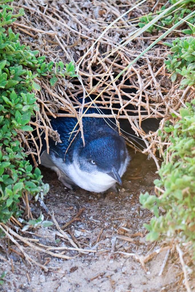 Little penguin peeking out from a burrow under twigs and green plants at Penguin Parade, Phillip Island, Australia.