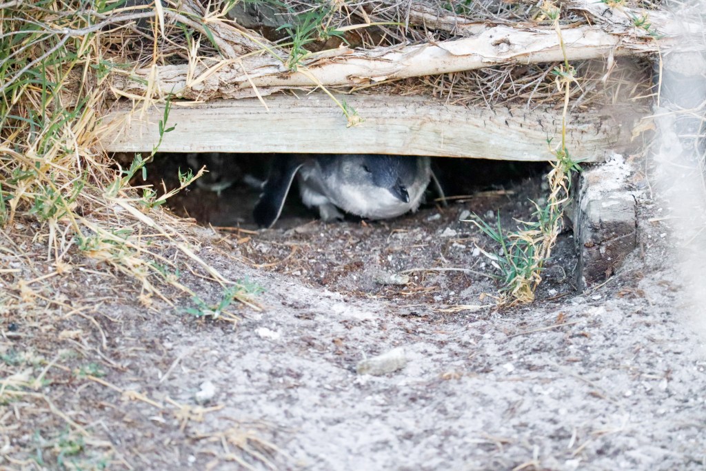Little penguin partially hidden under a low log in a sandy burrow at Penguin Parade, Phillip Island, Australia.