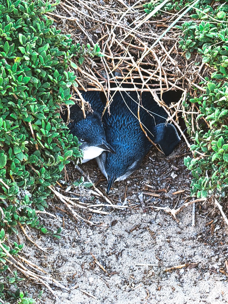 Two little penguins resting in a burrow under twigs and green vegetation at Penguin Parade, Phillip Island, Australia.