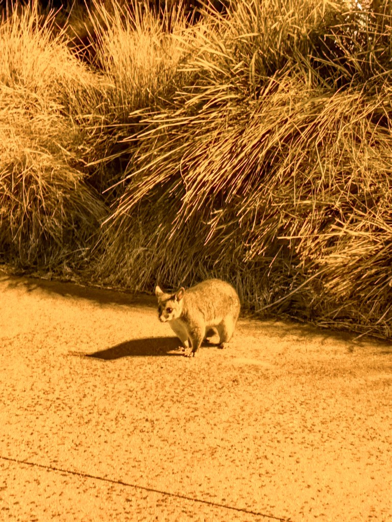 Possum standing on a lit path at night near tall grass at Penguin Parade, Phillip Island, Australia.