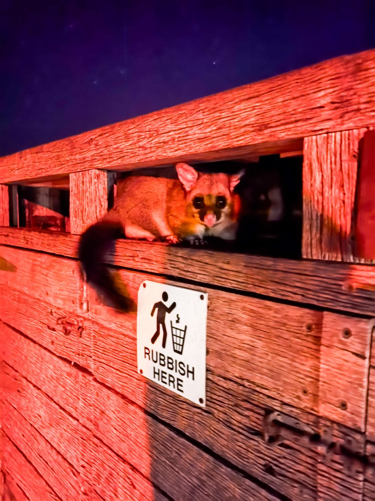 Possum perched on a wooden trash bin at night above a “RUBBISH HERE” sign at Phillip Island’s Penguin Parade.
